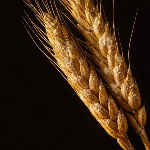 Wheat germ oil